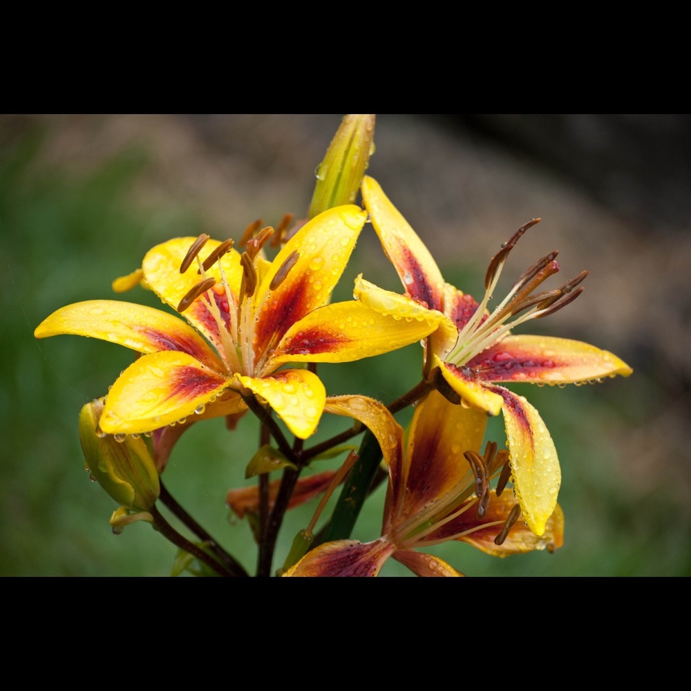 Meet your Posher, Lilly